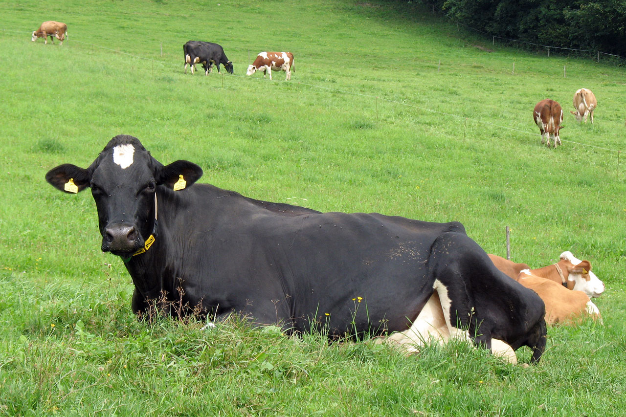cow animal cattle free photo