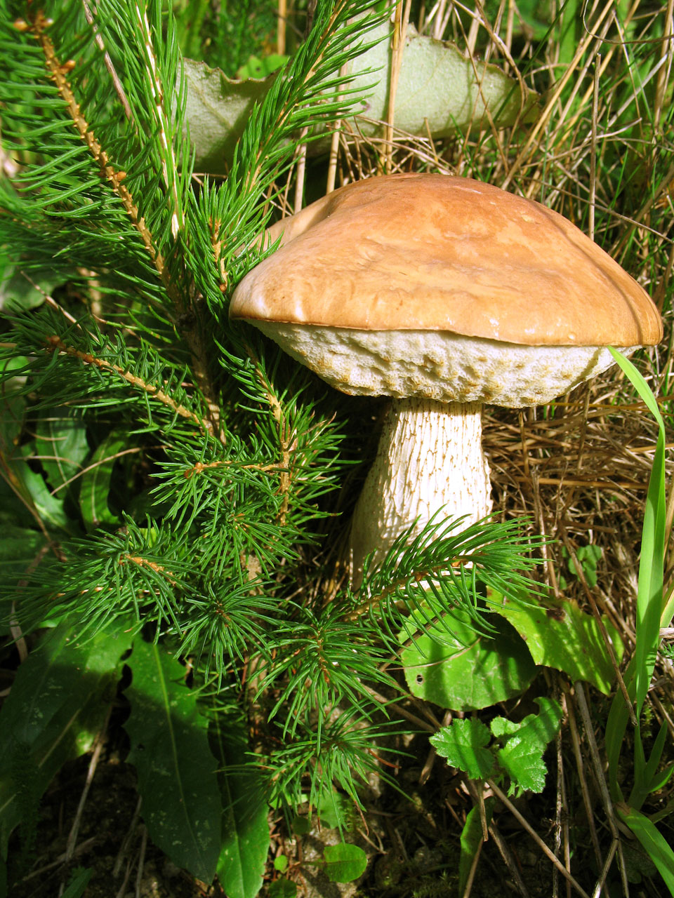 mushroom close-up wild free photo