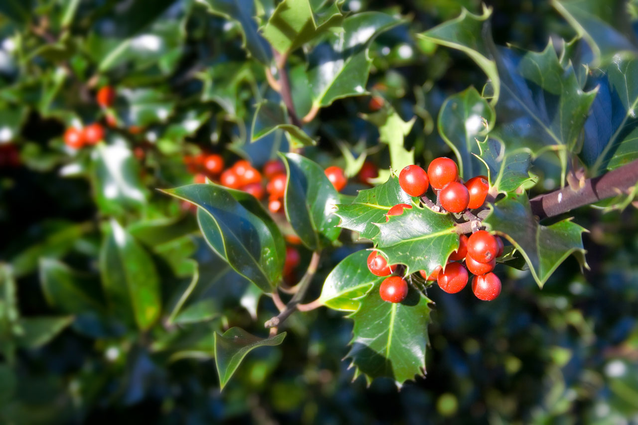 holly christmas red free photo