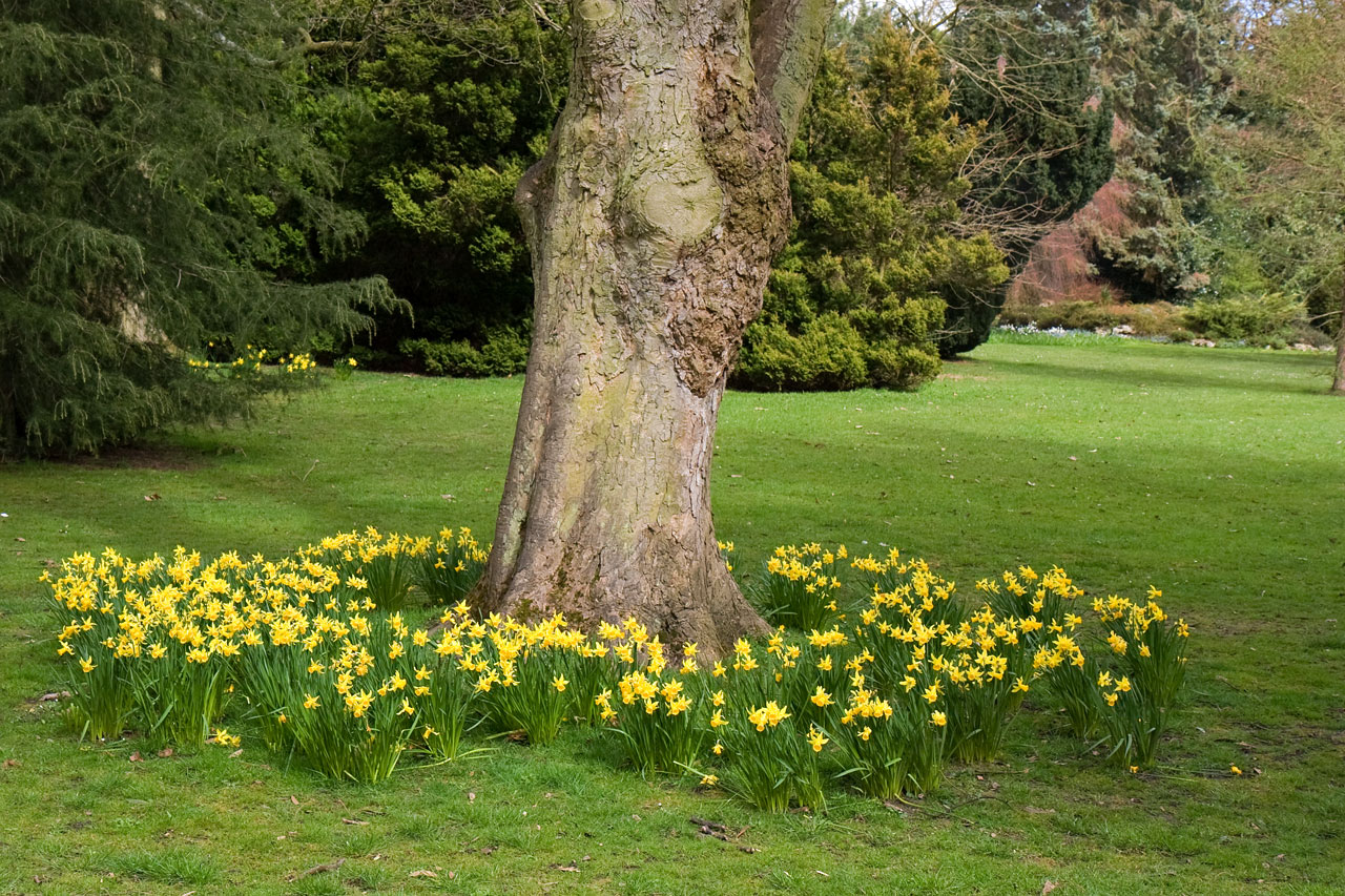 daffodil park flower free photo