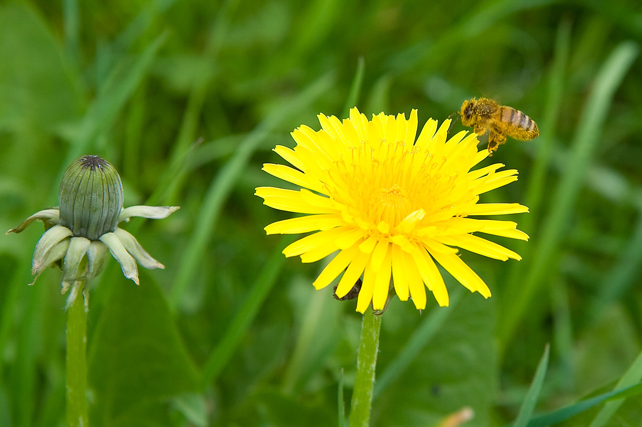 dandelion flower blossom free photo