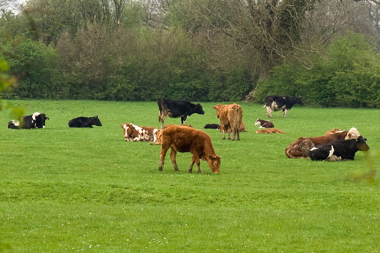 cattle cow cows free photo
