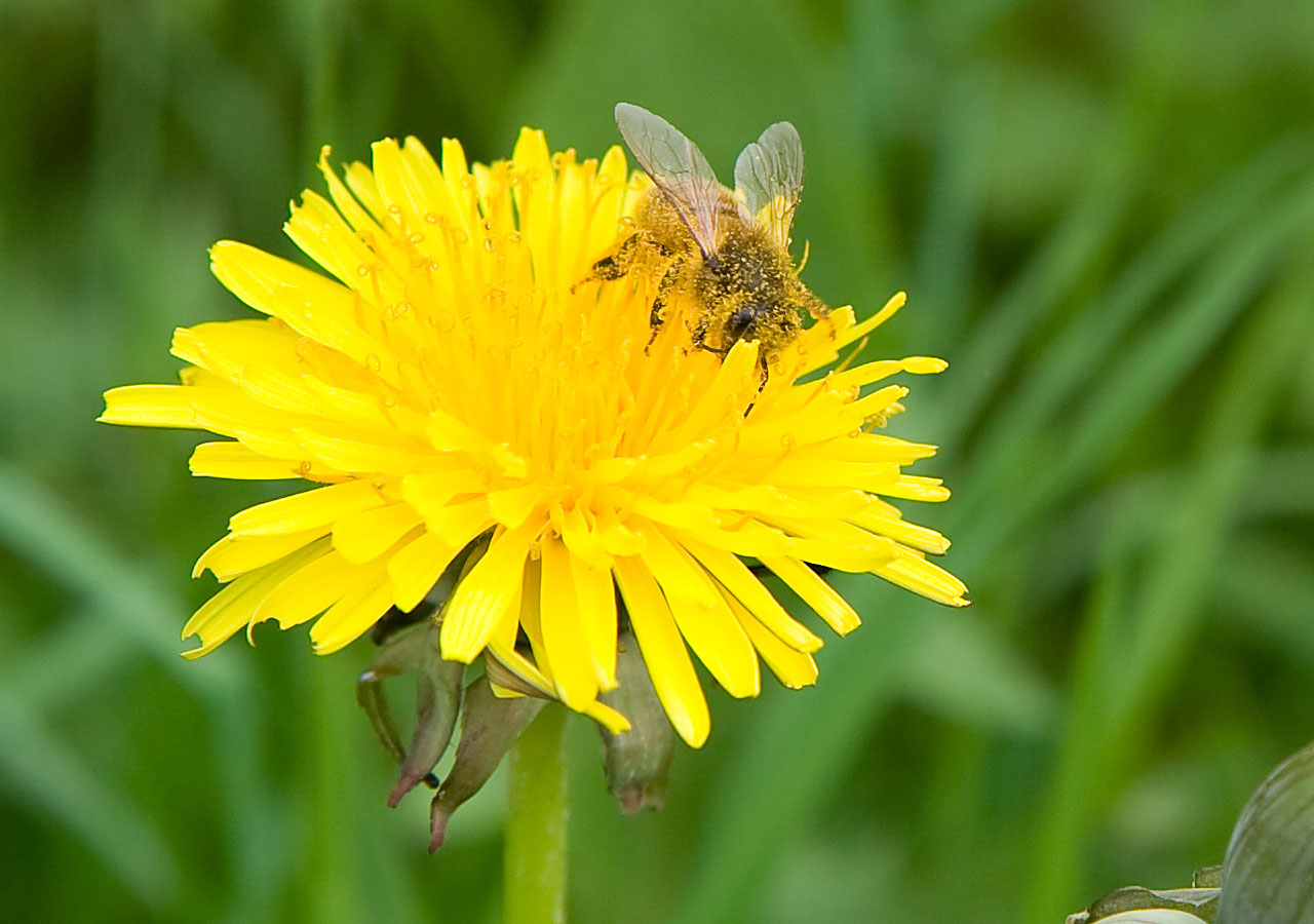 dandelion flower blossom free photo