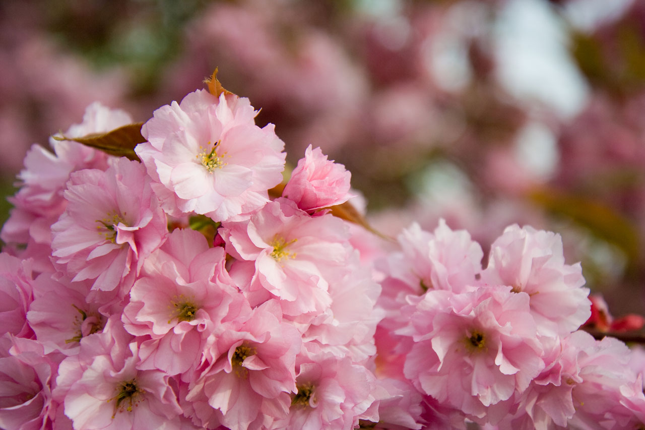 sakura petals pink free photo