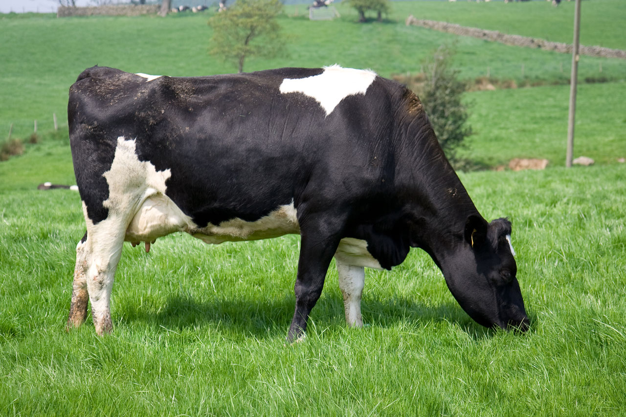 cow animal cattle free photo