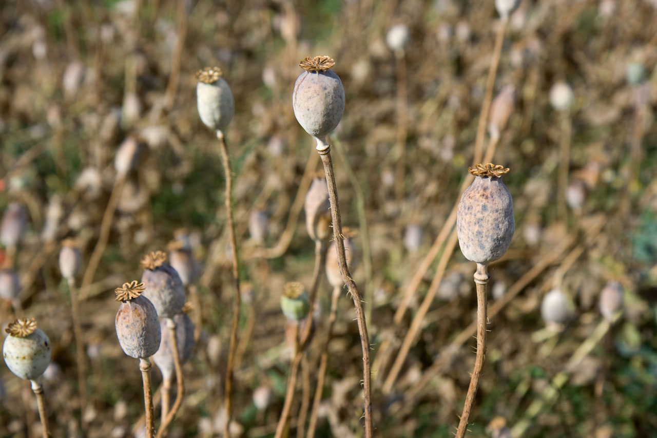 poppy field heads free photo