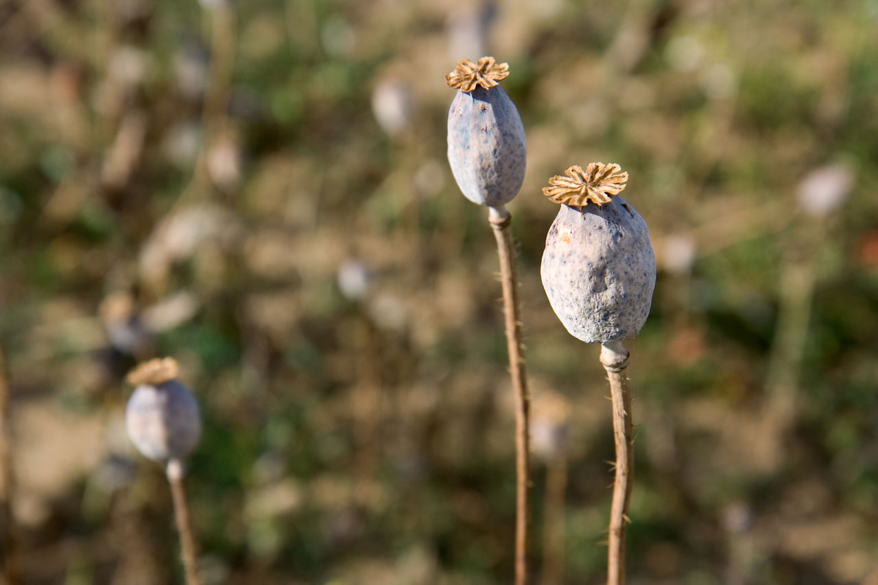 poppy field heads free photo