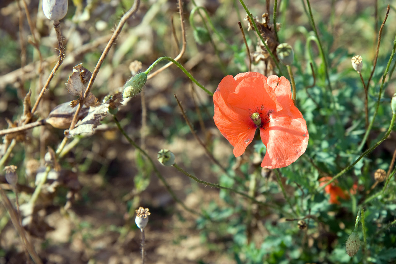 poppy flower field free photo