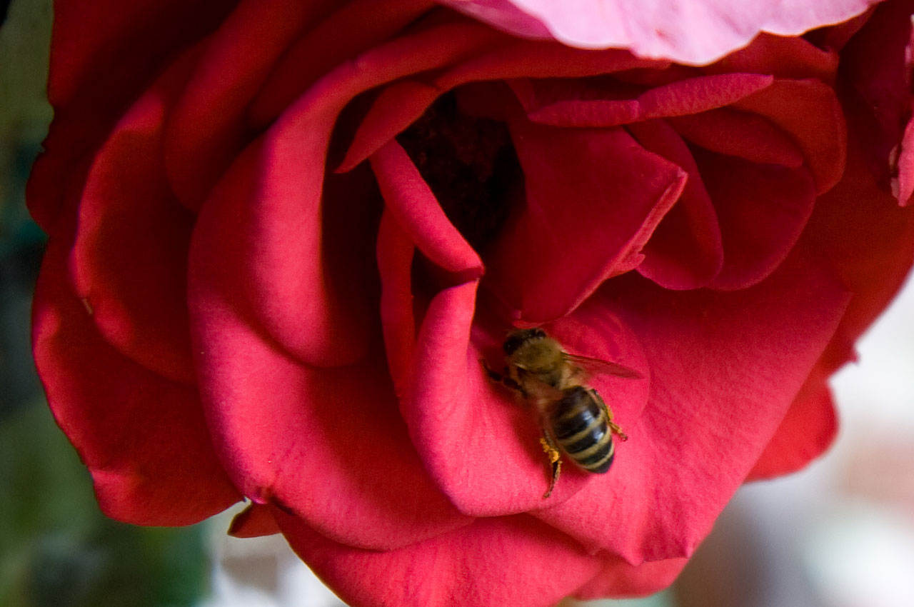bee animal rose free photo