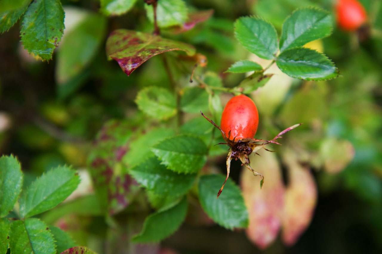 wild rose autumn fall free photo