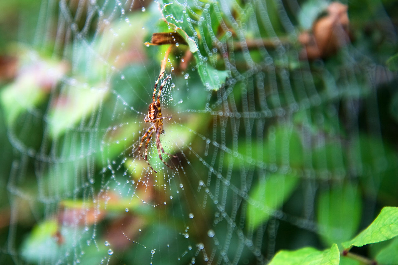 spider animal net free photo