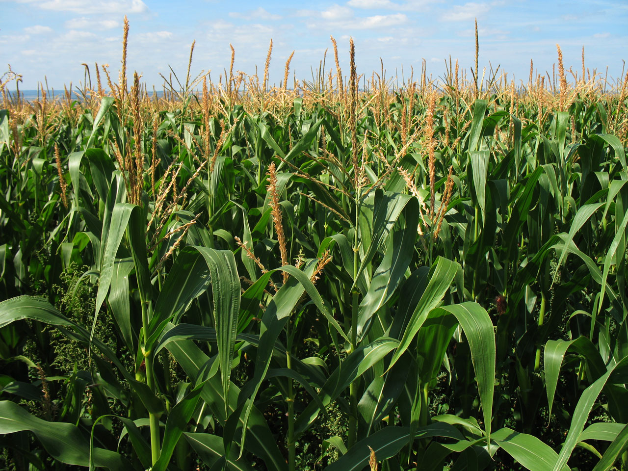 corn maize field free photo
