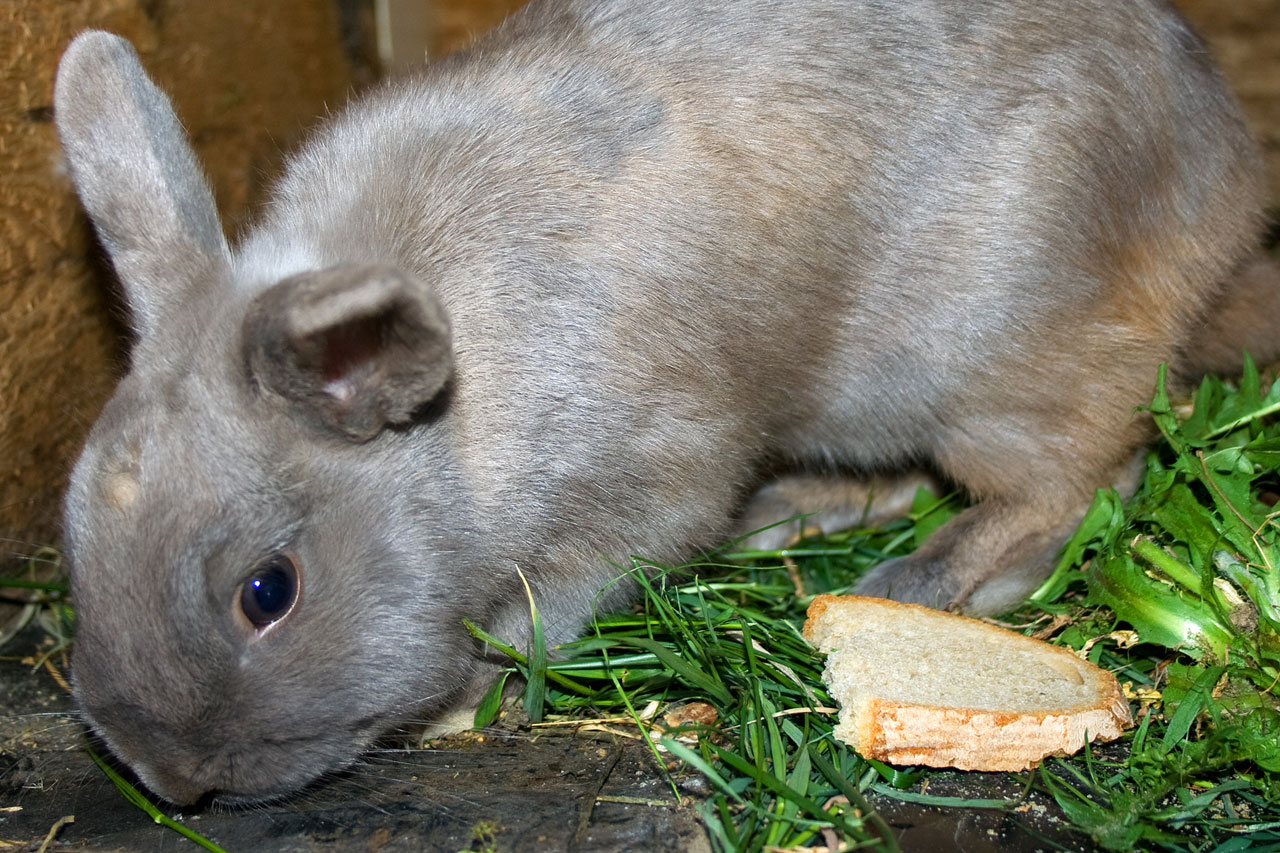 rabbit animal hair free photo