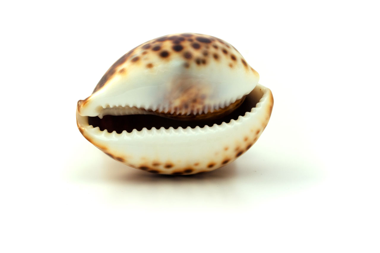 seashell shell sea free photo