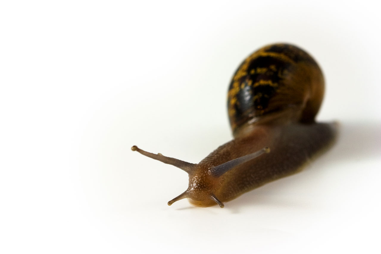 snail animal slug free photo