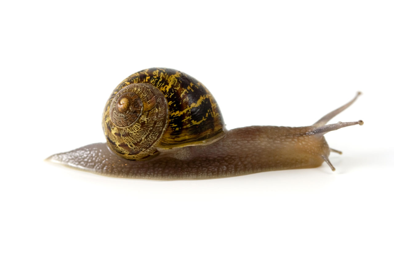 snail animal slug free photo