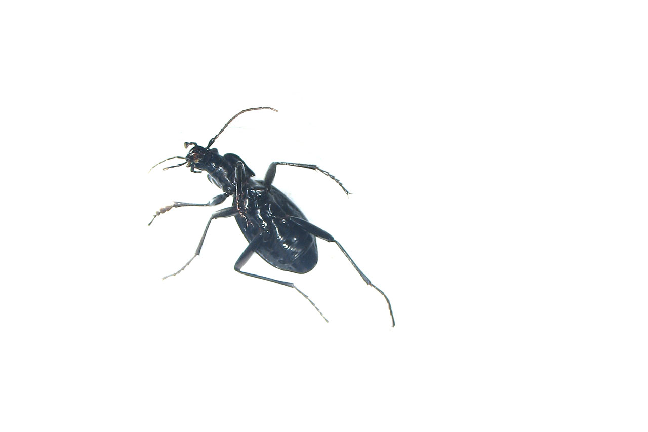 bug black animals free photo