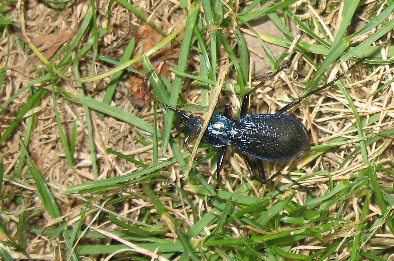 bug blue animal free photo