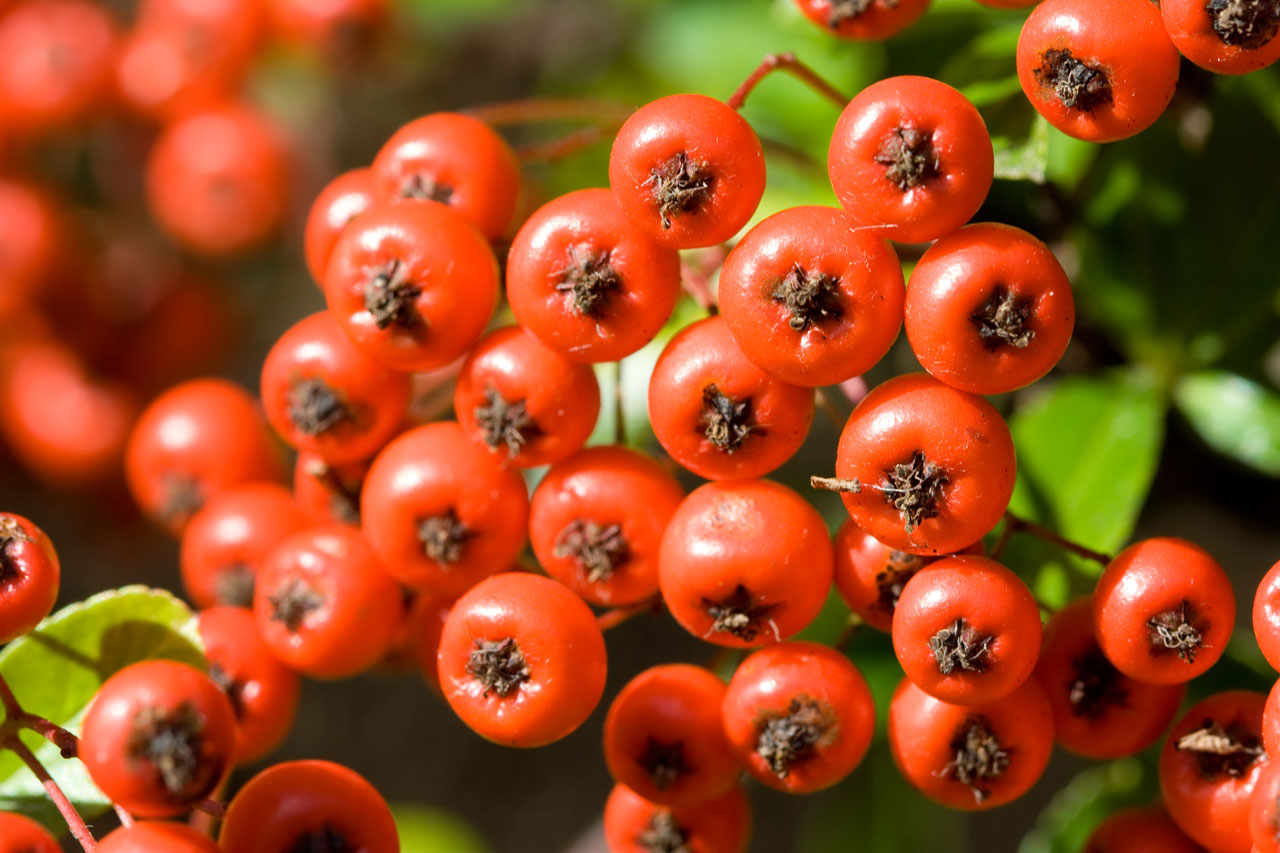 berry berries macro free photo