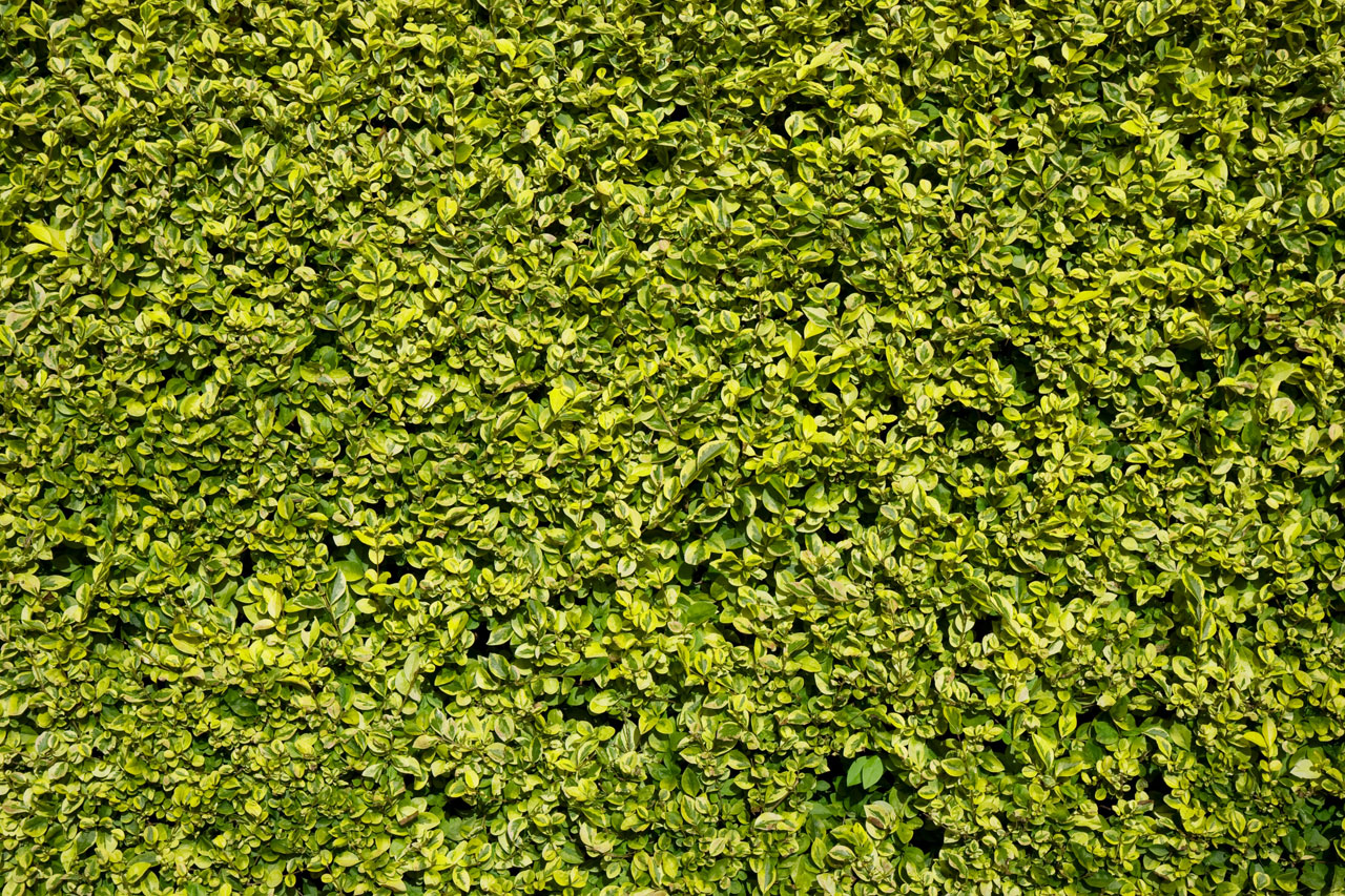 hedge green leaf free photo
