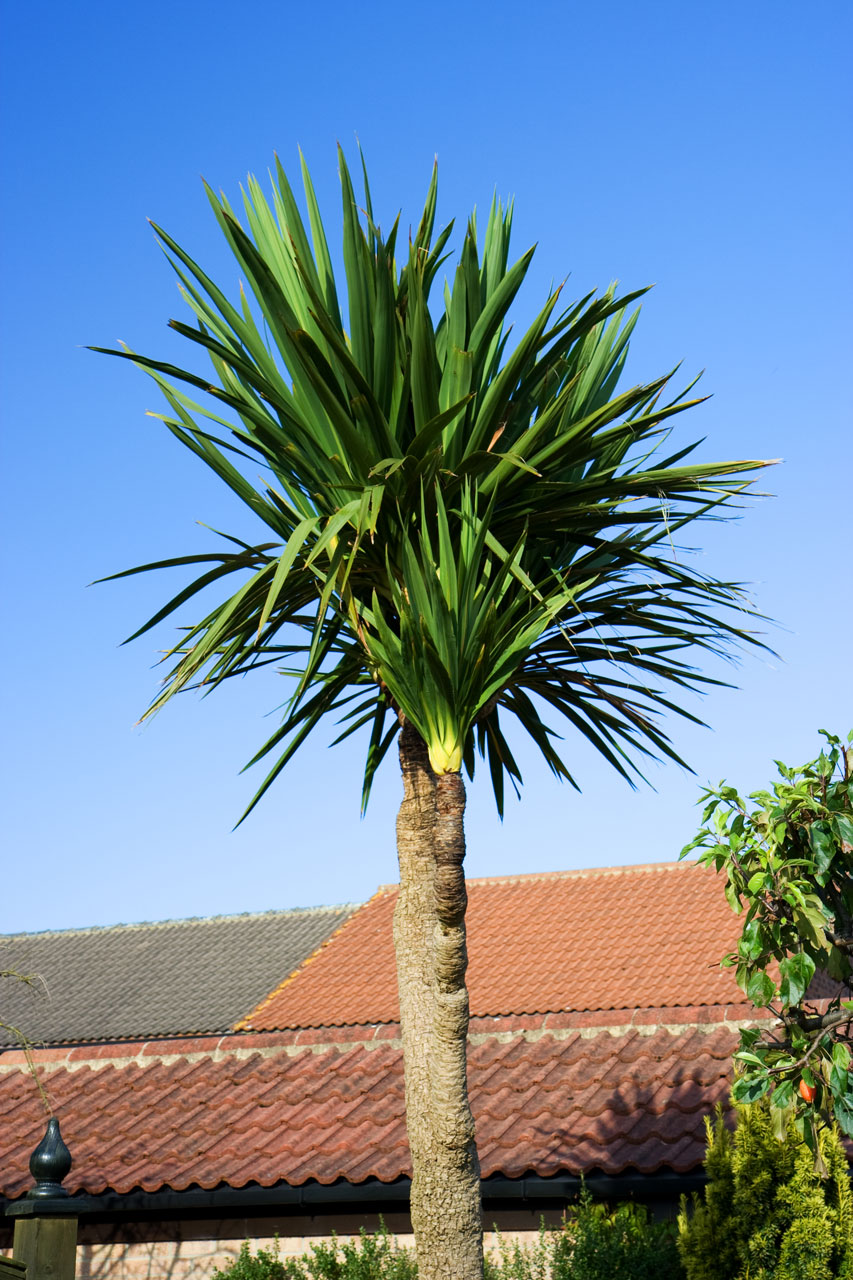 palm tree plant free photo