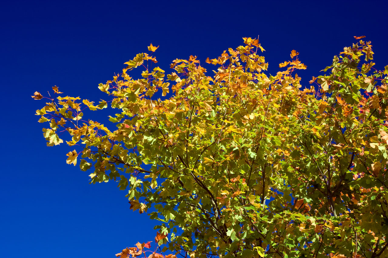 autumn leaf leaves free photo