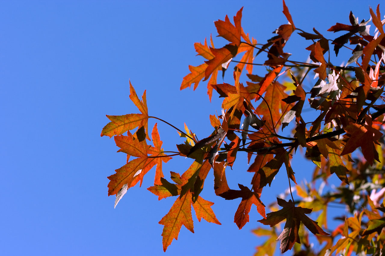 leaf leaves red free photo