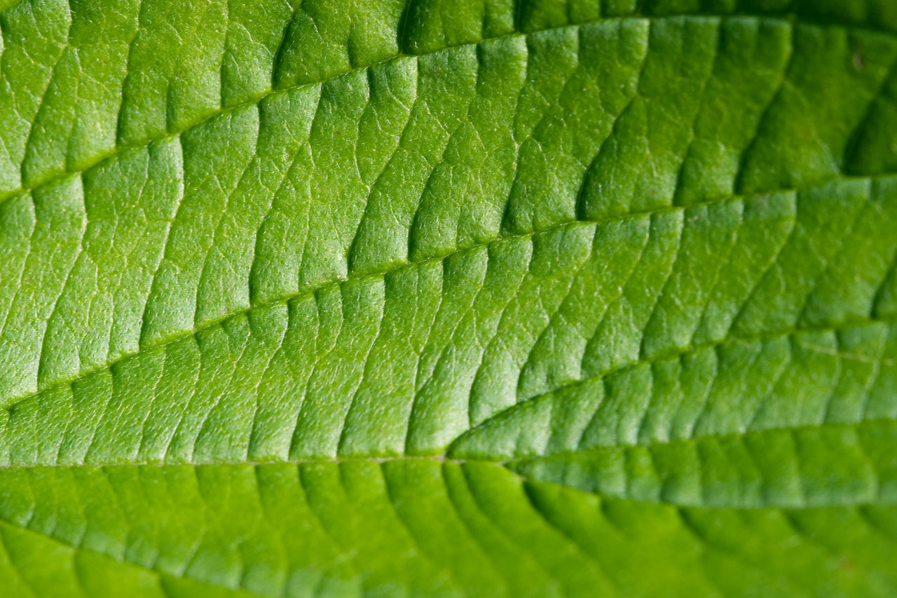 green leaf macro free photo