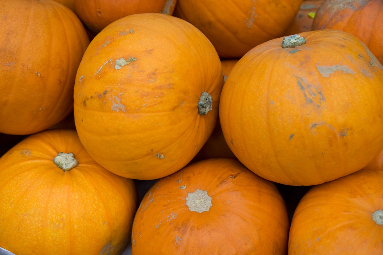 pumpkin pumpkins halloween free photo