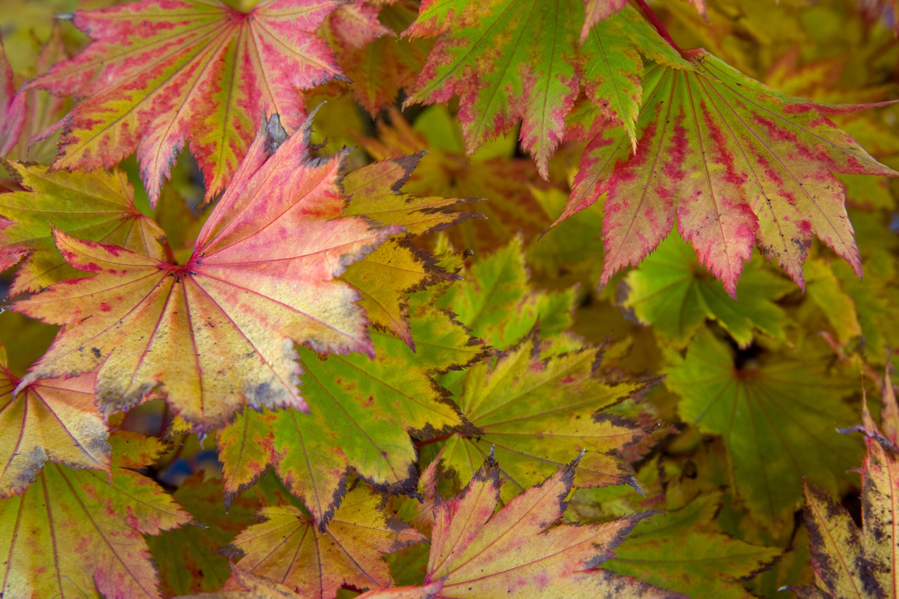 leaf leaves red free photo