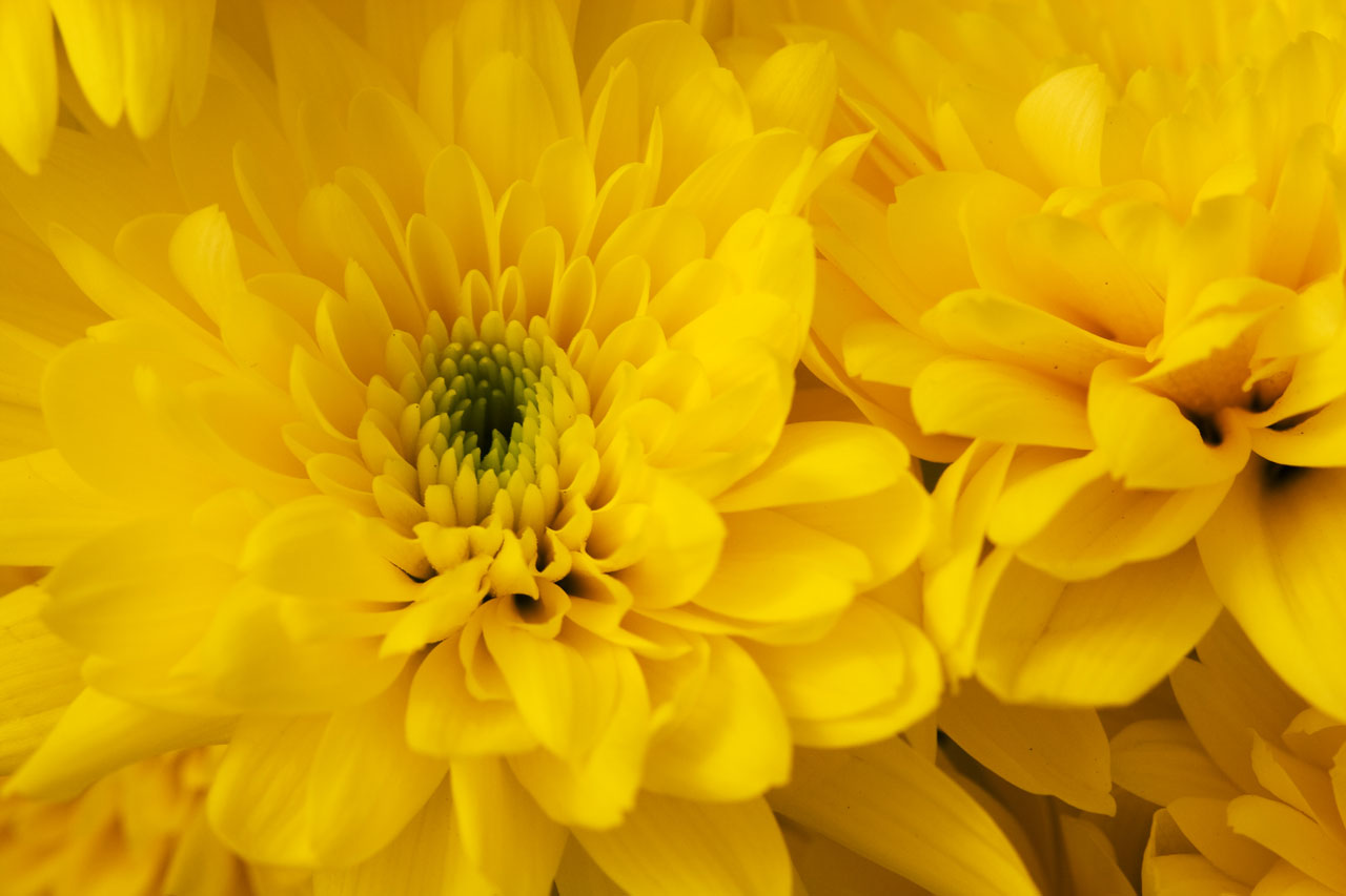 Цветы желтые хризантемы