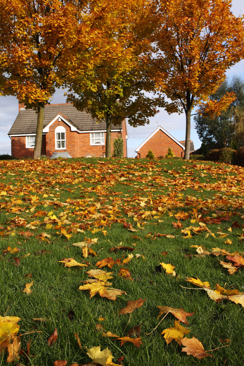 leaves leaf autumn free photo