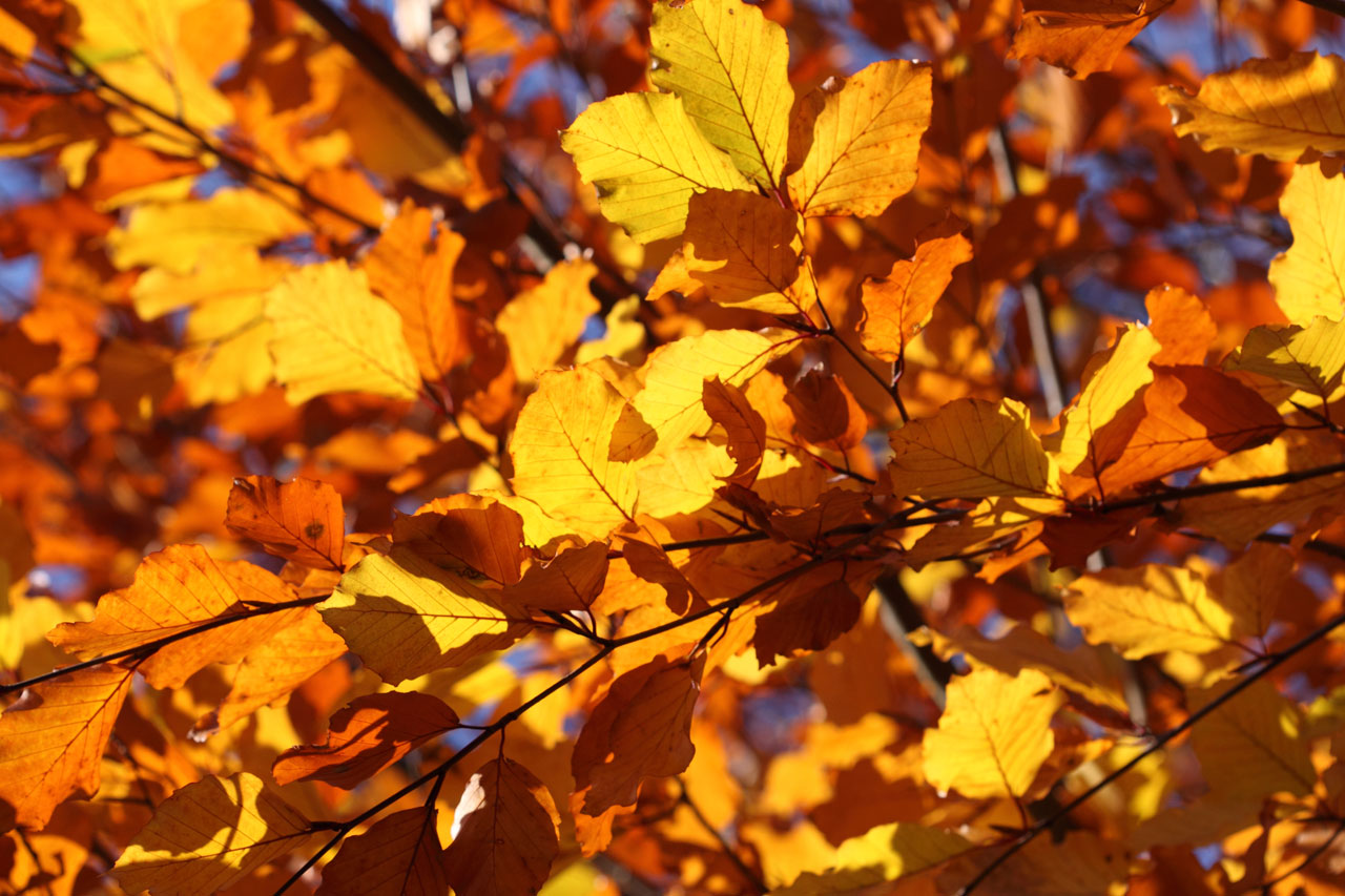 leaf leaves yellow free photo