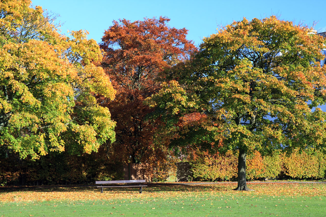 tree trees bench free photo