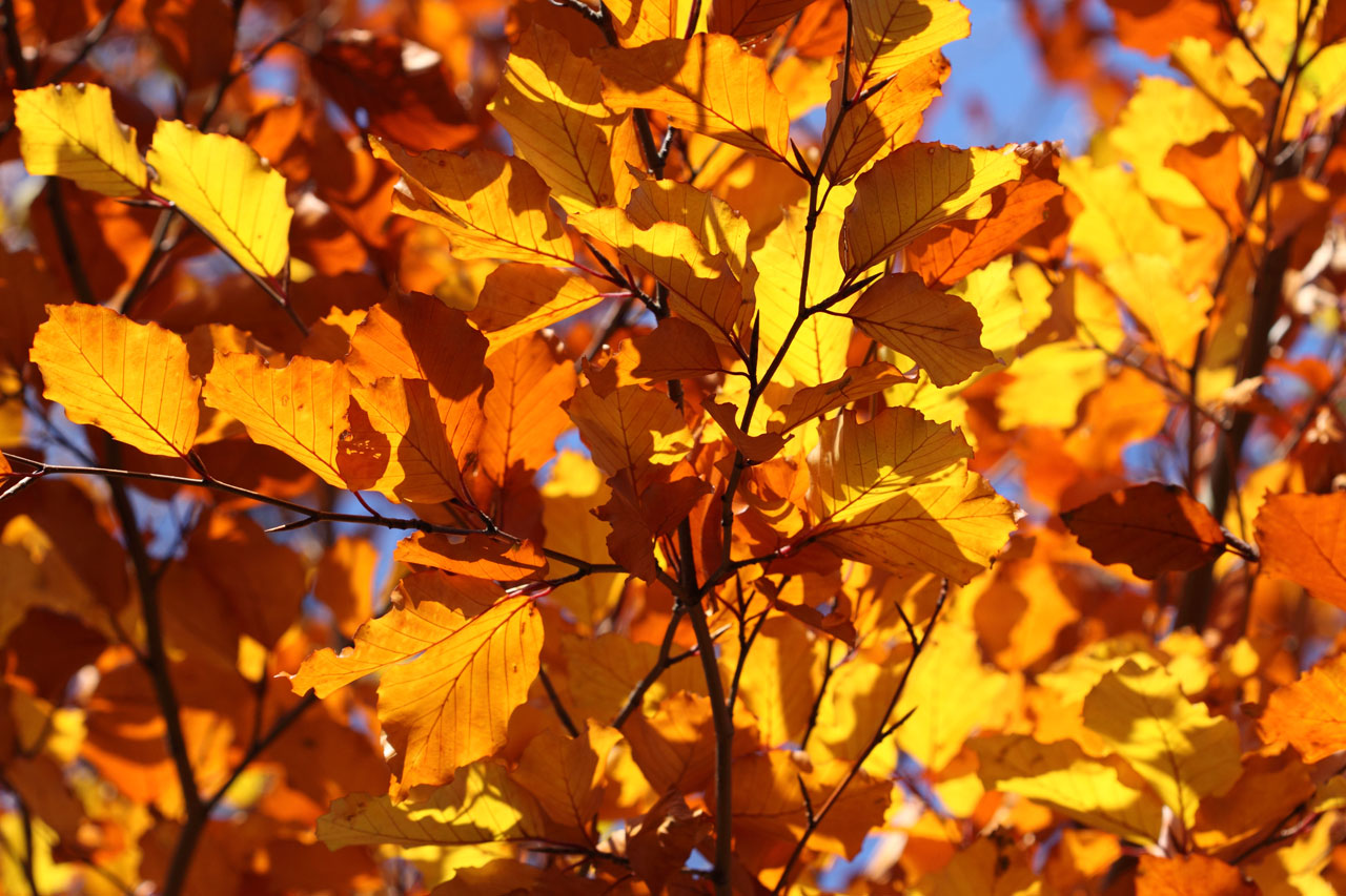 leaf leaves yellow free photo