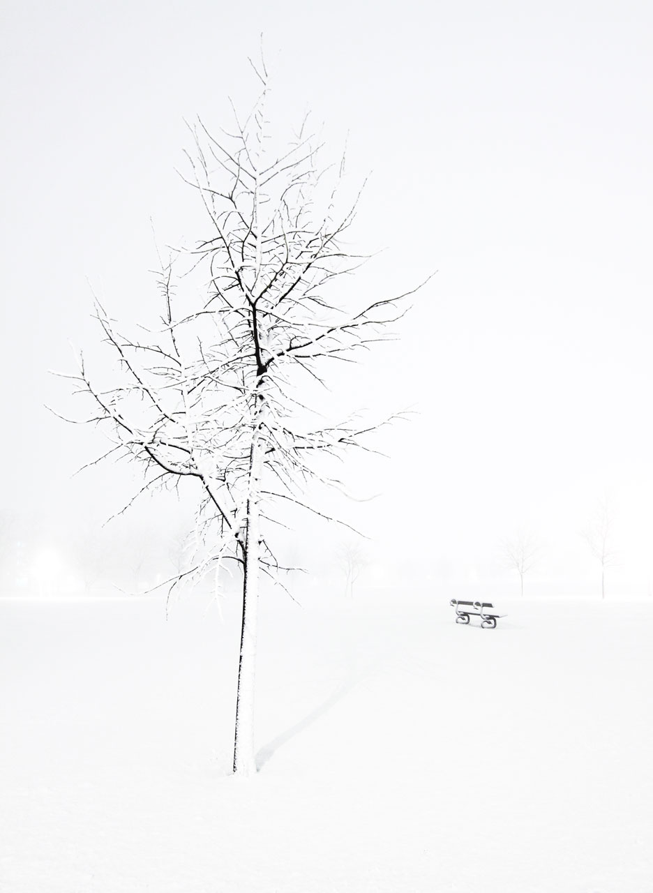 winter tree bench free photo