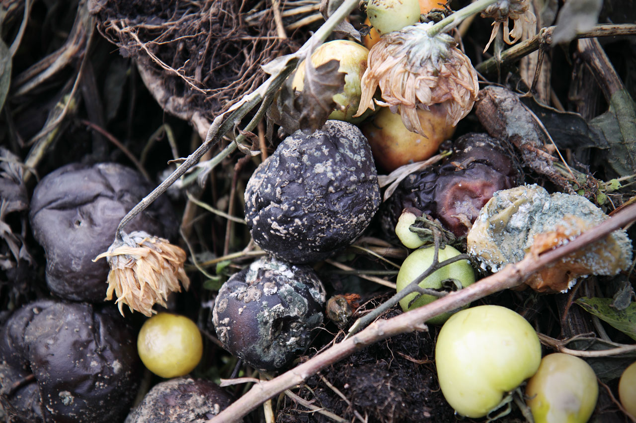 rotten fruit apples free photo