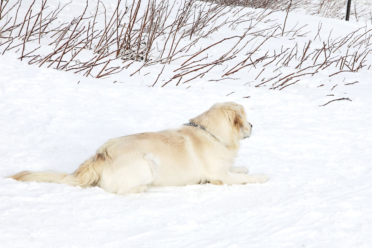 dog labrador pet free photo