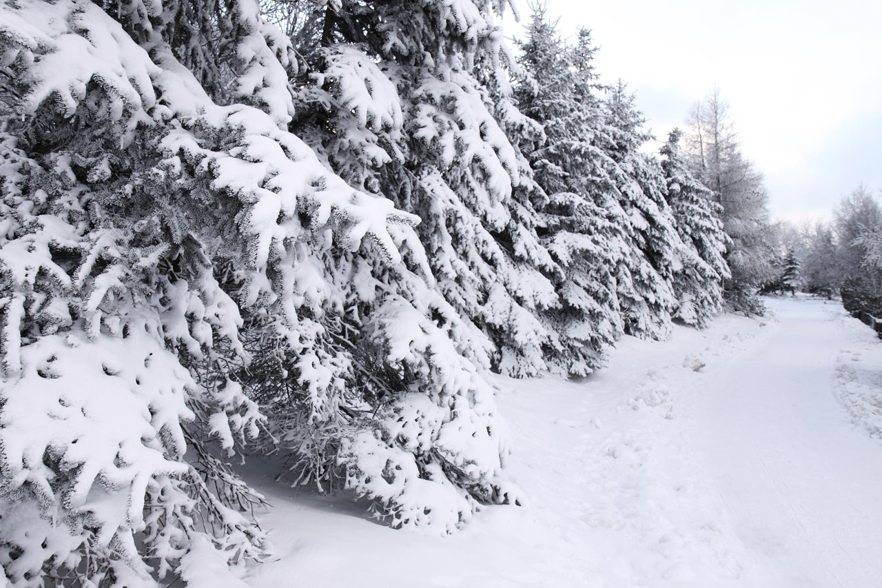 winter tree path free photo