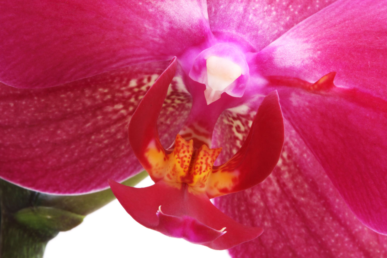 Розовая Орхидея С Оранжевой Губой