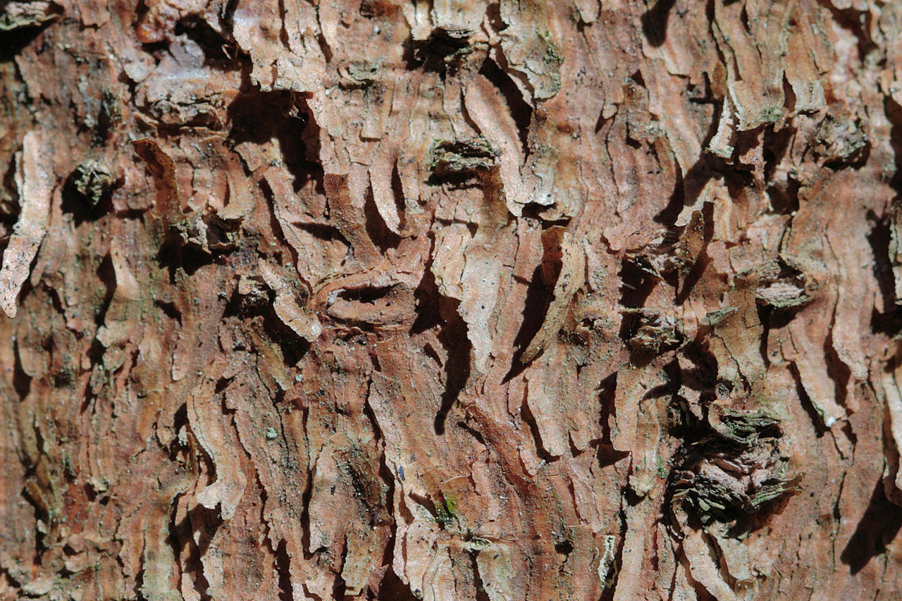 background bark board free photo