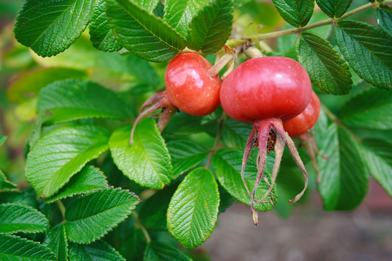 autumn berry bush free photo