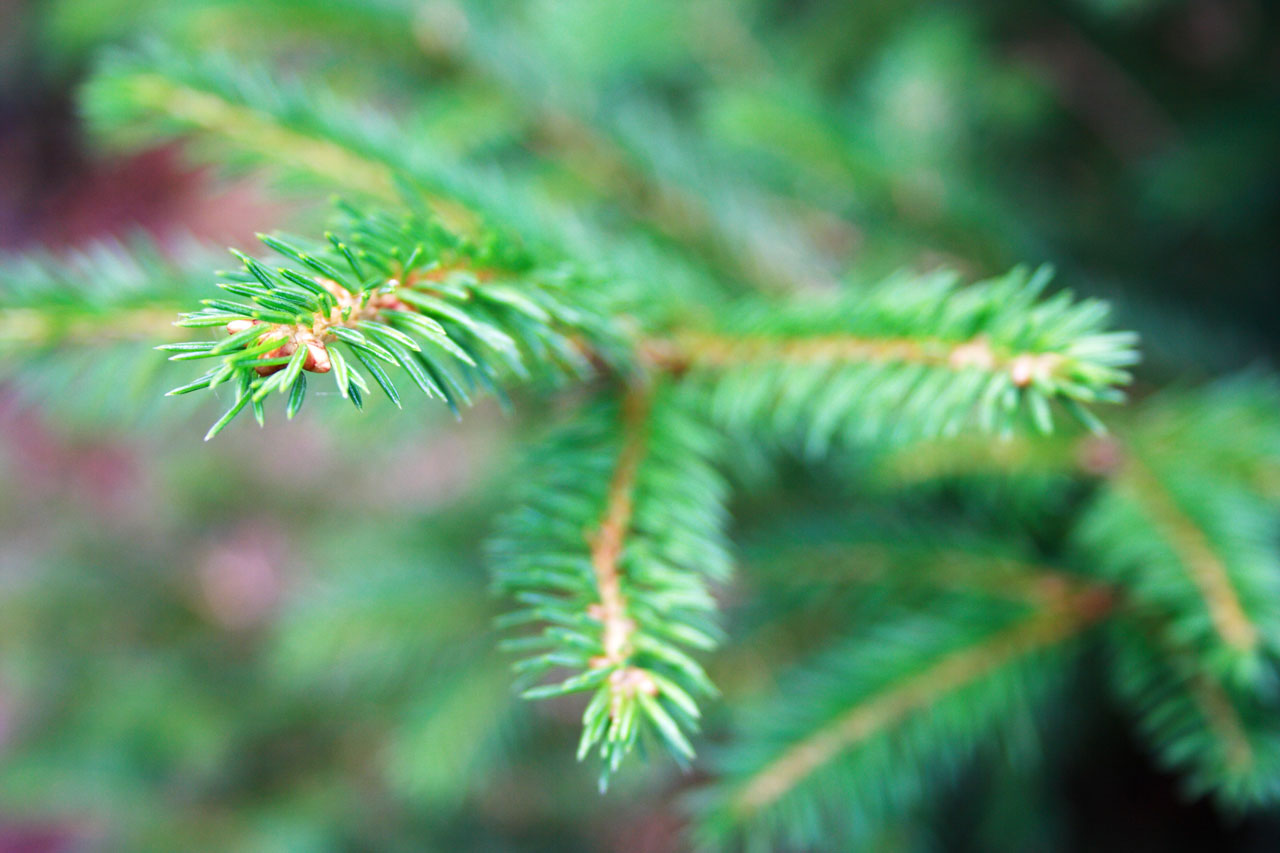 branch conifer coniferous free photo