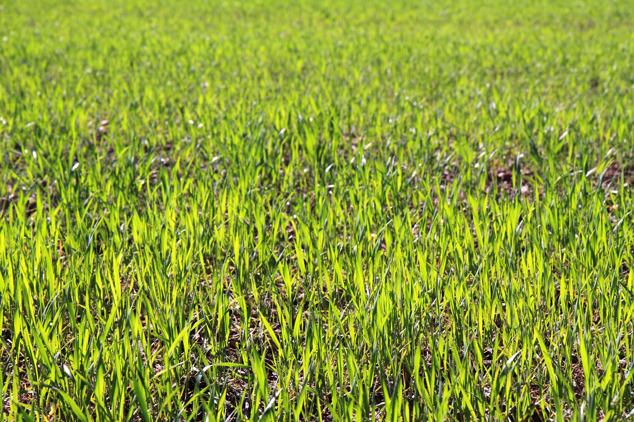 agriculture background crop free photo