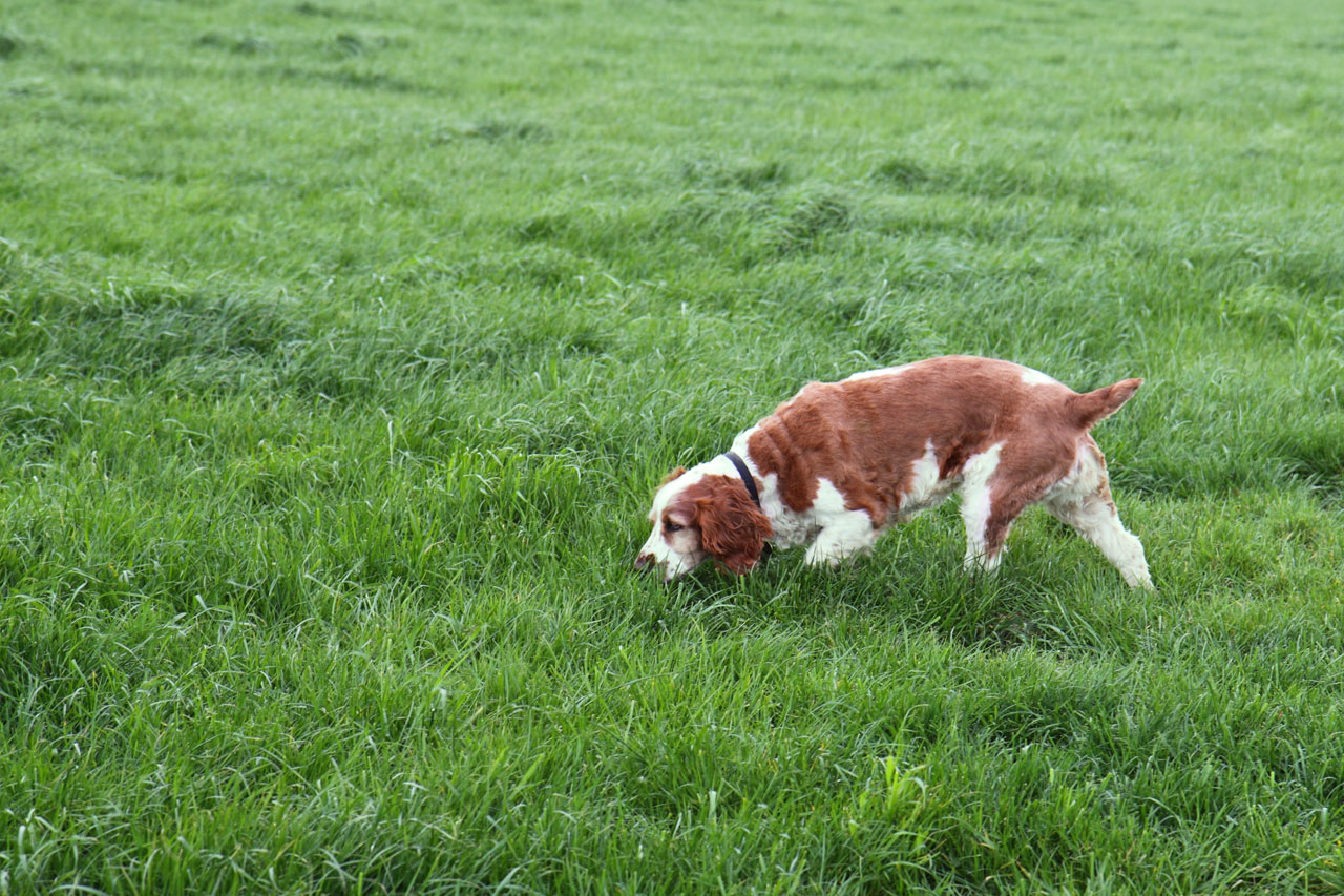 animal brown canine free photo