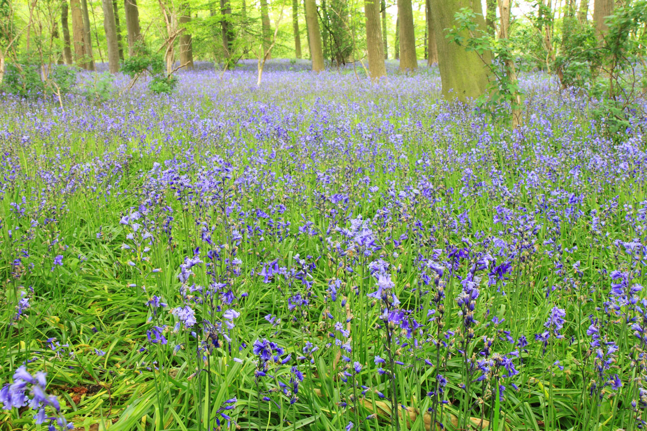 bell blue bluebell free photo