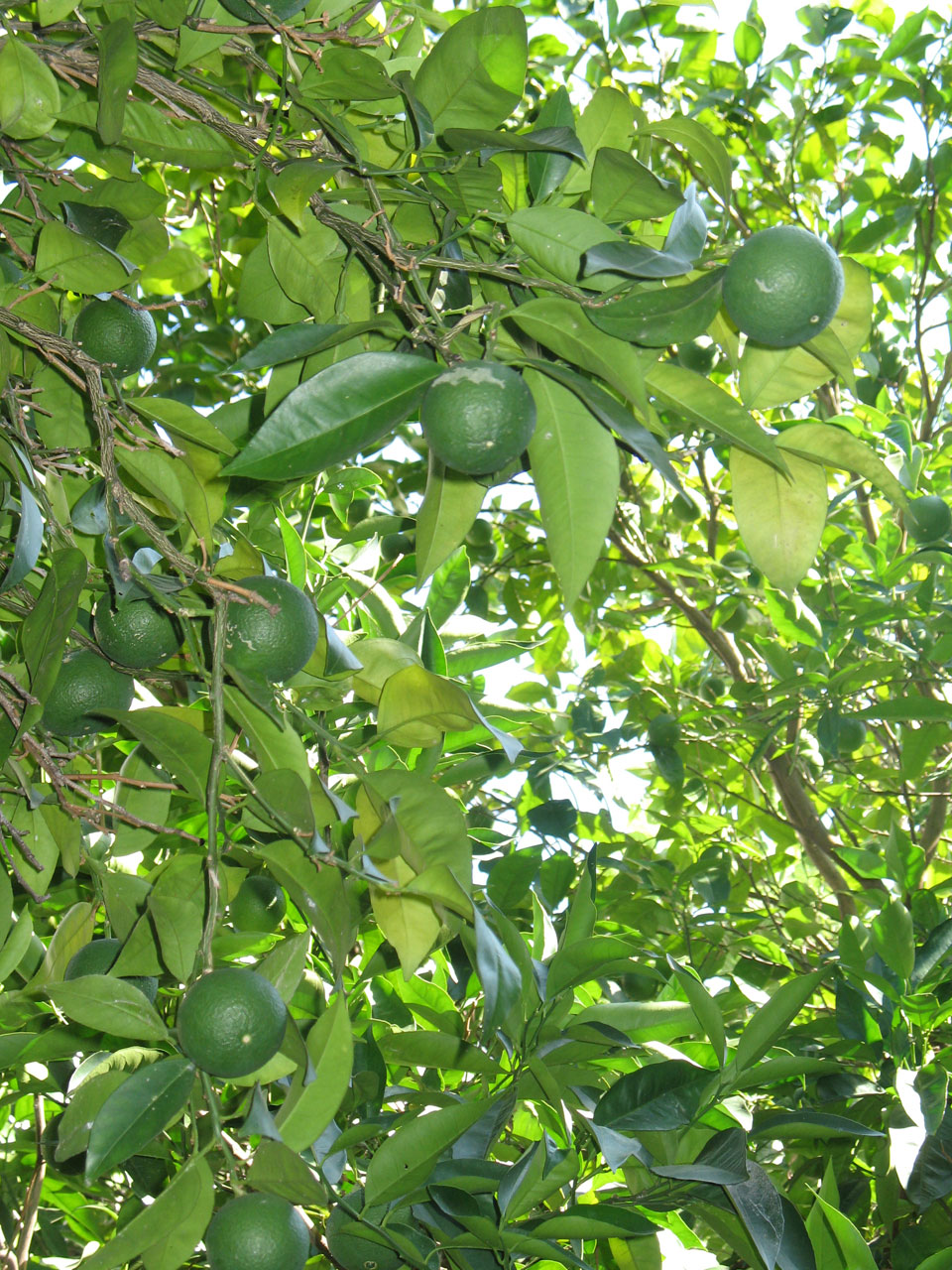 citrus food fresh free photo