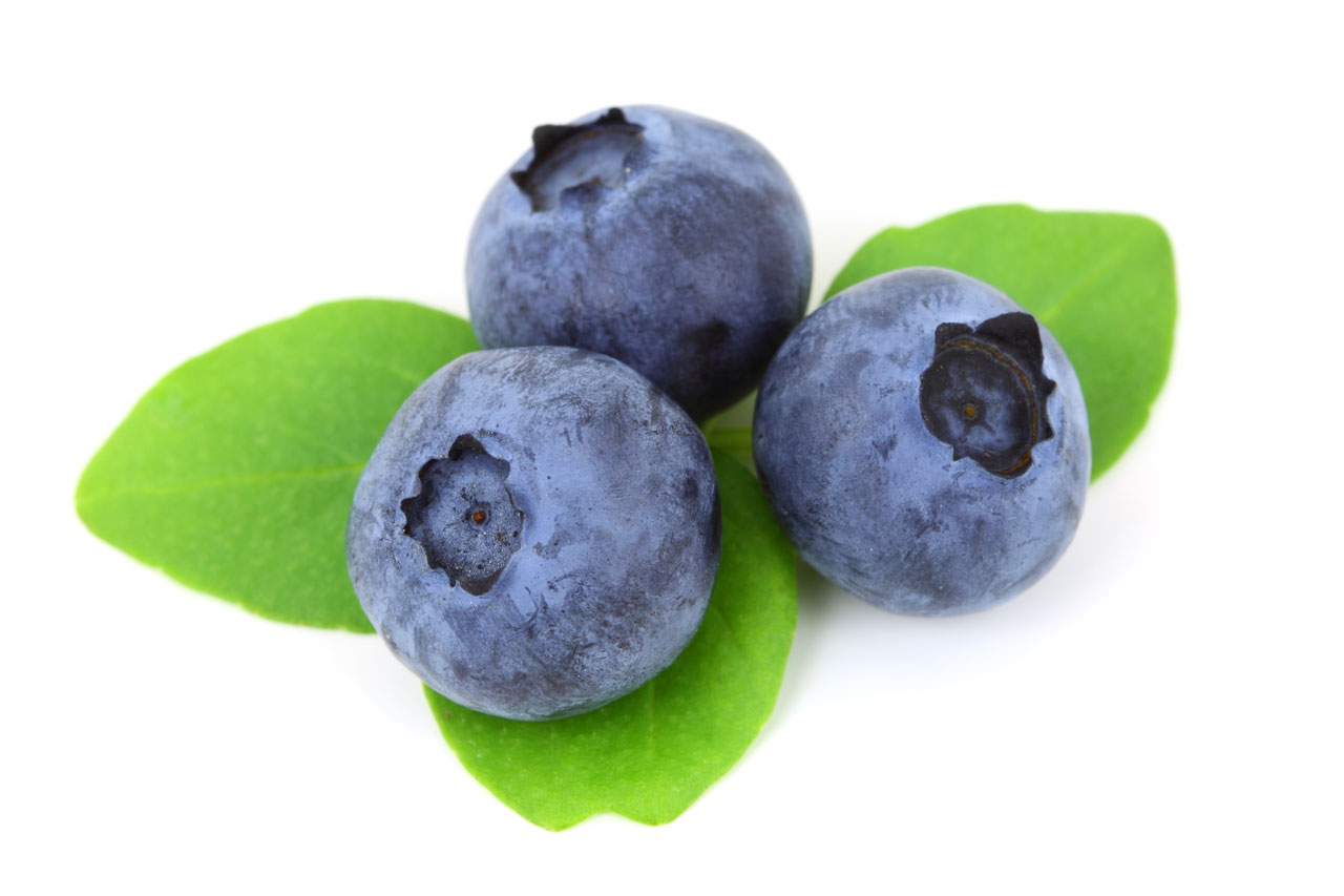 berry blue blueberry free photo