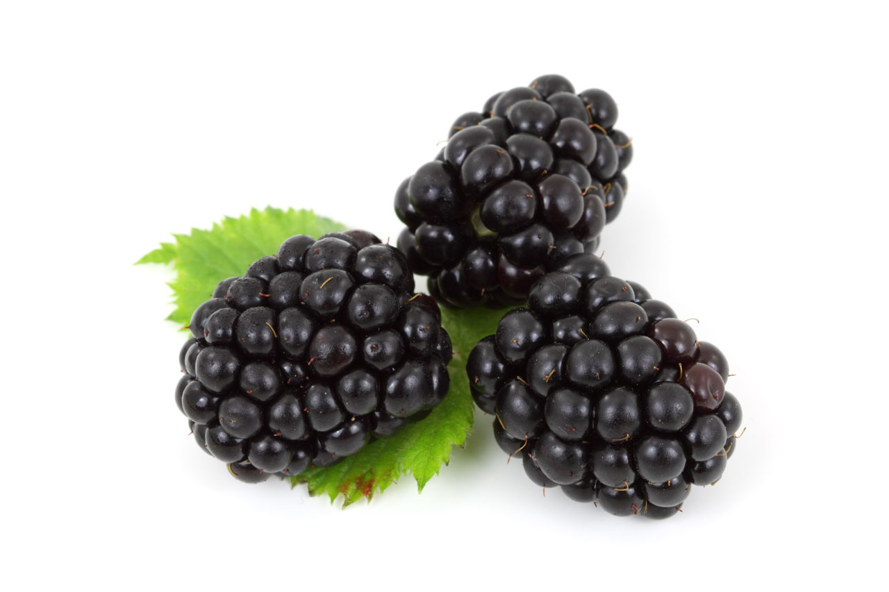 berry black blackberry free photo