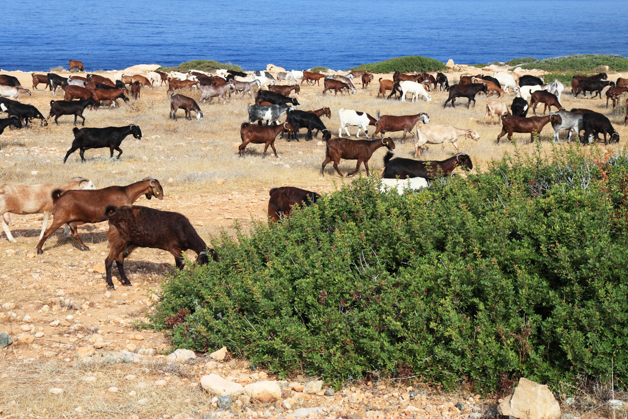 animal farming field free photo